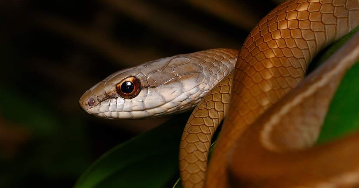 Fauna en el Parque Madidi (Foto: Mauricio Pacheco)